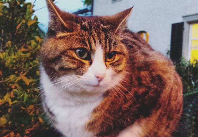 cat