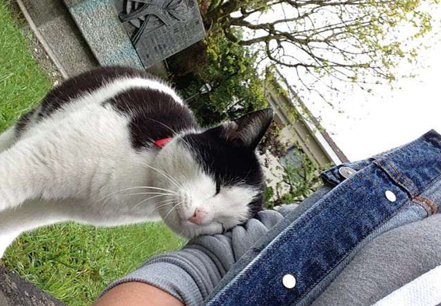 cat