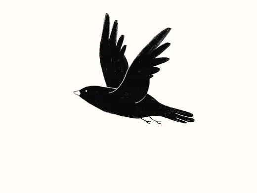 Crow flying