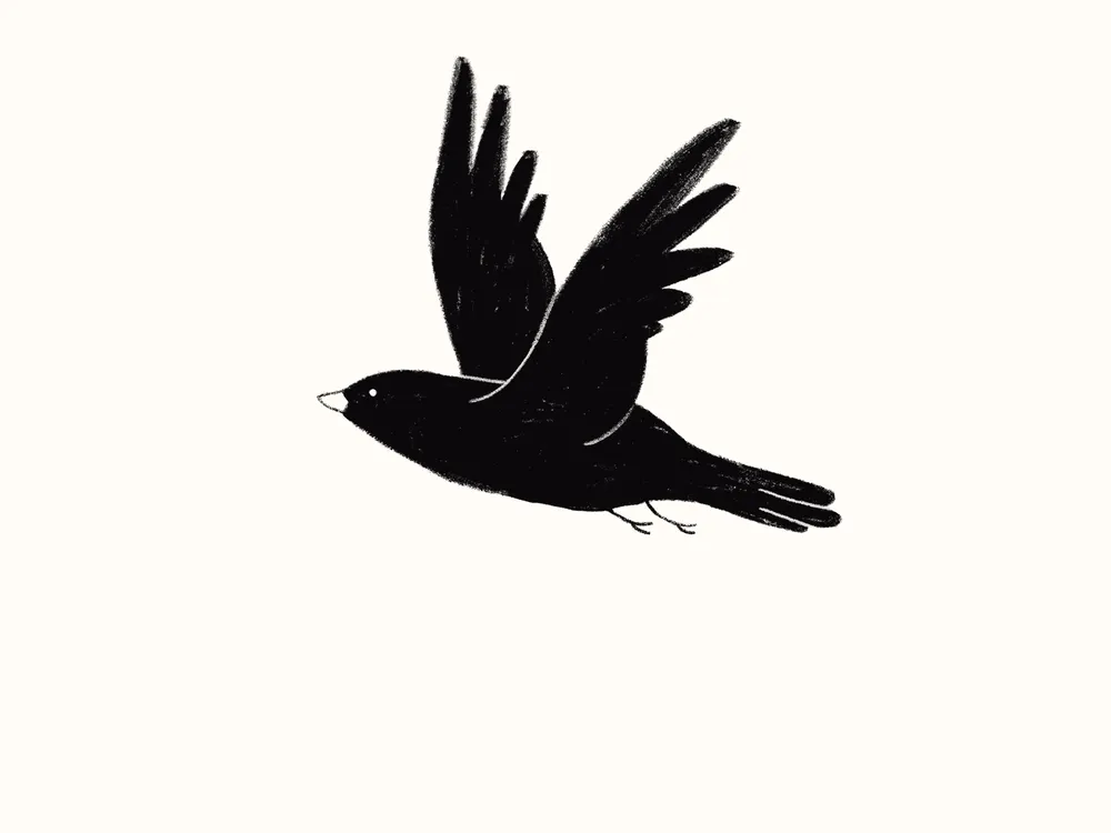 Crow flying